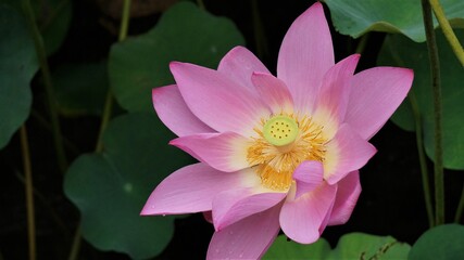 pink lotus flower