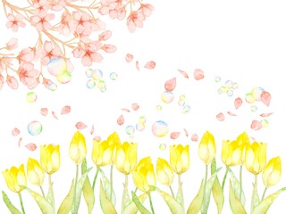 spring floral background　黄色いチューリップとサクラの水彩背景