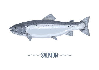 Fresh salmon nand drawn isolated on white background. Vector illustration, cartoon, simbol, icon, emblem, logo, sticker for poster, label, packaging