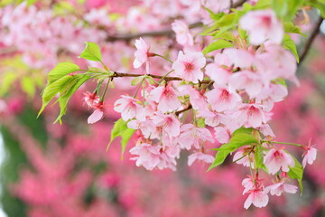 ピンクの桜