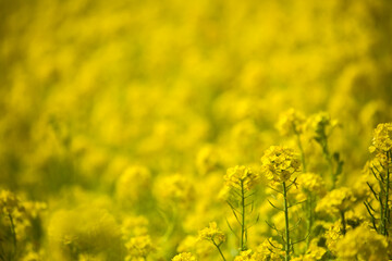 春　一面の黄色い菜の花