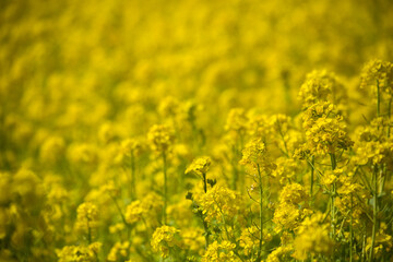 春　一面の黄色い菜の花