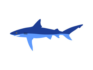 shark illustration