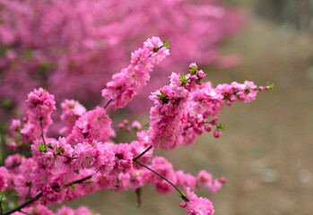 Spring flowers
