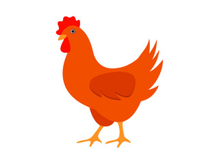 rooster white background