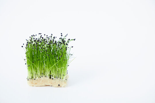 マイクロハーブ　ロックチャイブ Micro herb
