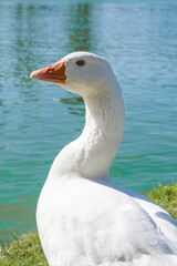 blue-eyed white goose looking straight into the camera Anser