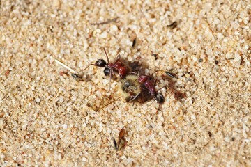 Meat Ants (Iridomyrmex purpureus) dissecting dead Western Honey Bee to carry back to nest, South Australia
