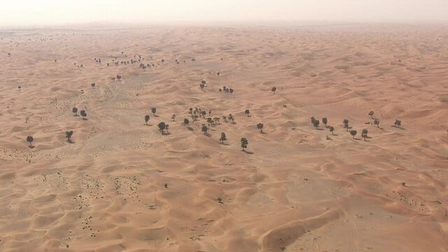 wide angle shot of litte trees in the desert