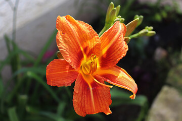 An orange daylily blooming in a summer garden
