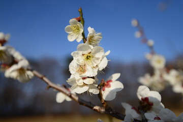 満開の白梅の枝をクローズアップした風景