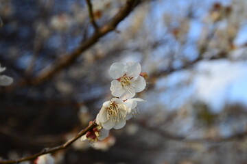 満開の白梅の枝をクローズアップした風景