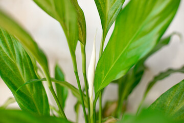 Close up of the leaves of the Spathiphyllum plant. Spathiphyllum flower in a brown pot on a white background. Houseplant care concept. Modern minimalist creative home decor concept, garden room.