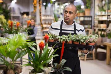 Skilled man florist arranging flowers in pots at flower shop