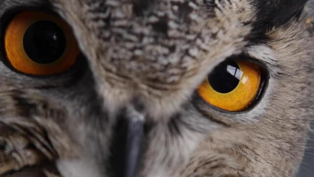 European Eurasian Eagle owl extreme close up of eyeball.