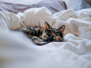 Curled Kitten