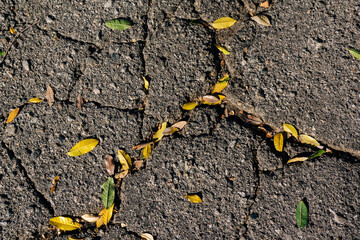 Leaves collecting in a cracked pavement.
