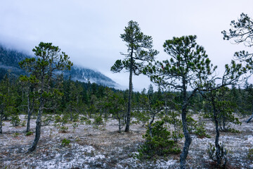 Small amount of snow on the muskeg in alpine Alaska.
