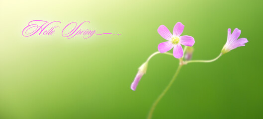 Spring Background with "Hello Spring" text