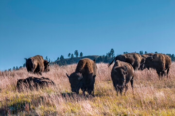 Obraz premium herd of bison in Custer State Park in South Dakota.