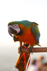 Macaws parrot perched on a wooden rail. At the bird show