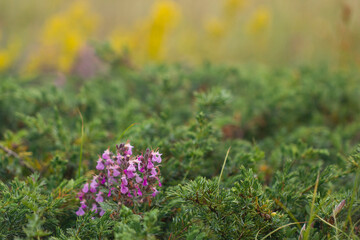 Wild purple wildflowers in green juniper bushes. Wild vegetation on the slopes of Mount Ai-Petri in Crimea.
