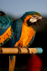 Macaws parrot perched on a wooden rail. At the bird show