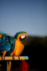 Macaws parrot perched on a wooden rail. At the bird show