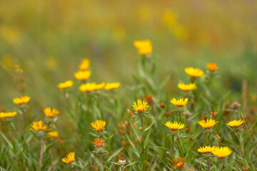 Wild yellow flowers in a summer meadow. Field with yellow wild flowers and green grass.