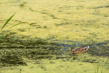 A wild duck swims on a lake overgrown with grass and mud.