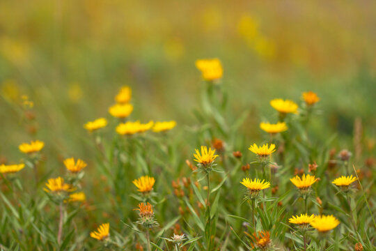 Wild yellow flowers in a summer meadow. Field with yellow wild flowers and green grass. © Anton