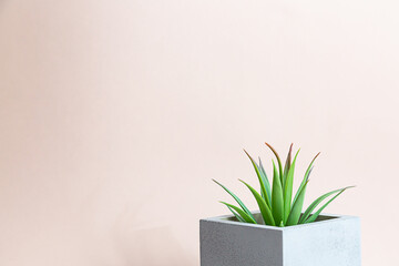 Minimalist still life with succulent houseplants in a concrete pot on a pink background. Modern composition with copy space