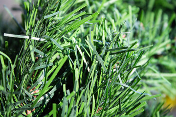 A branch of a plastic Christmas tree in green. Artificial grass close-up.