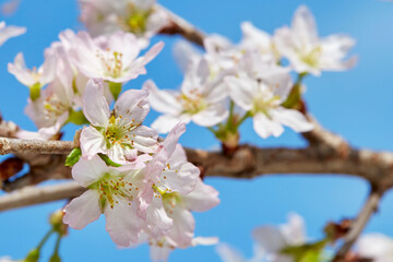 青空と桜(啓翁桜)