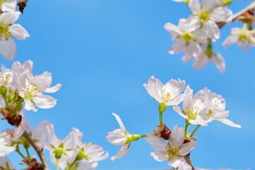 Fototapeta premium 青空と桜(啓翁桜)