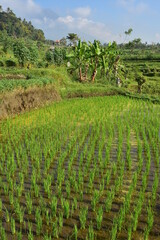 Fototapeta na wymiar Detail of small patch of rice field with young plants distinctly visible in shallow water and banana plants in background.