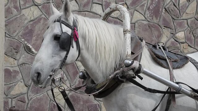 Harnessed white horse against the background of a stone wall.