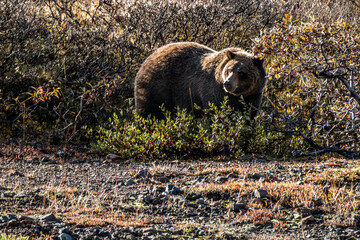 A grizzly bear inside Denali National park in Alaska.