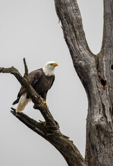 Bald Eagle on Dead Branch
