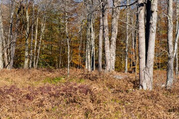 Barren Forest of Autumn