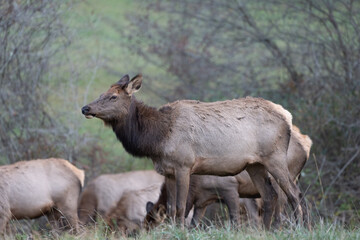 Fototapeta na wymiar Cow Elk Herd