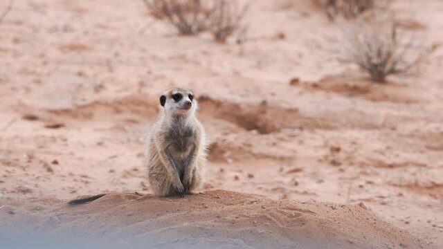 Close Up &ndash; Portrait of a cute meerkat keeps looking out for a predator near its hole in Kalahari Desert, Upington, South Africa.