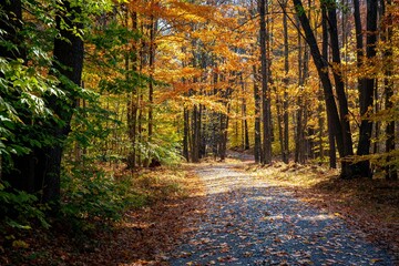 Road in the Autumn Forest