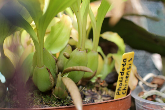 Pholidota Chinensis. Pholidota In Plant Pot. Pholidota Background. Species Orchid Pholidota Chinensis. Pseudobulb