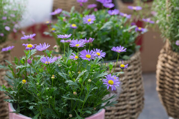 Blooming purple flowers Dutch daisy and green leaves，Symphyotrichum novibelgiiG.L.Nesom
