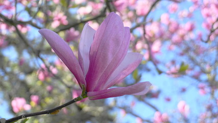 Magnolia blossom tree. Beautiful magnolia flowers against blue sky background close up. Japanese magnolia.