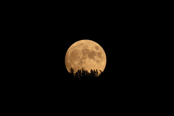 large orange full moon rising behind silhouette of trees in the black night sky