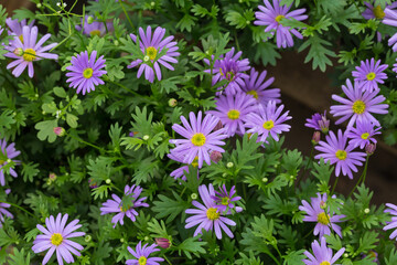 Blooming purple flowers Dutch daisy and green leaves，Symphyotrichum novibelgiiG.L.Nesom
