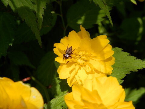 ヤエヤマブキの花に乗っているマミジロハエトリ