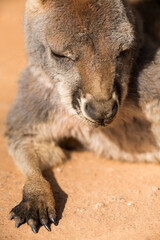 closeup of a little kangaroo